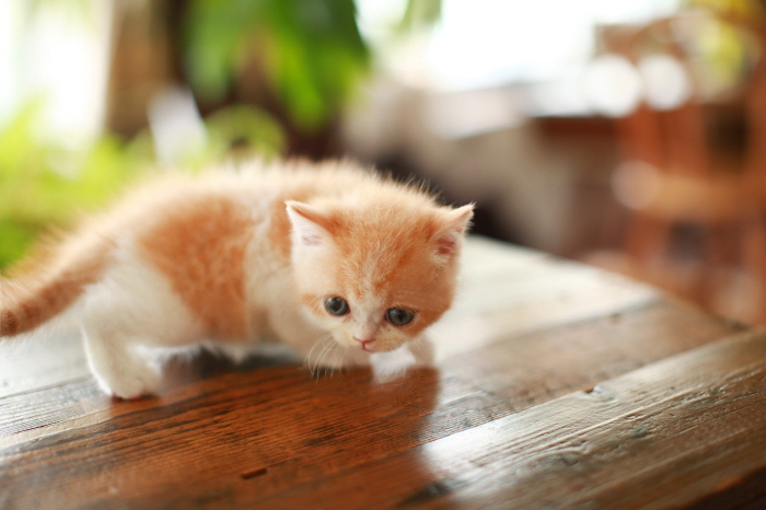 브리티쉬숏헤어 입양합니다