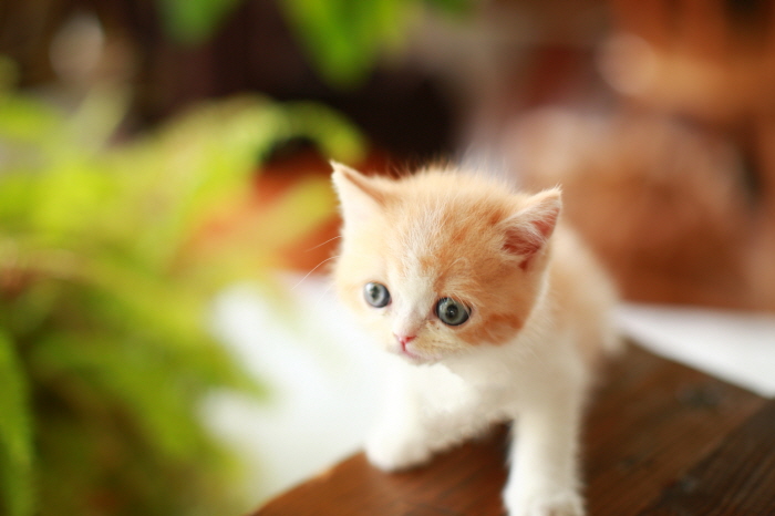 브리티쉬숏헤어 입양합니다