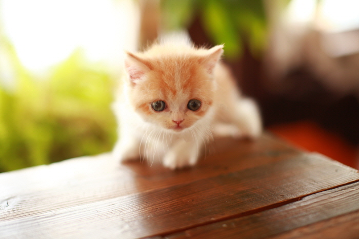 브리티쉬숏헤어 입양합니다