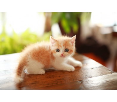 브리티쉬숏헤어 입양합니다