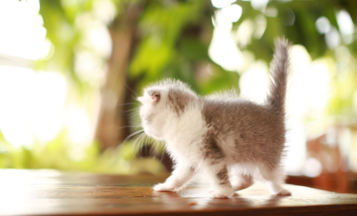 폴드 입양합니다