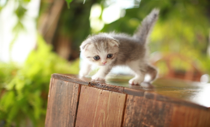 폴드 입양합니다