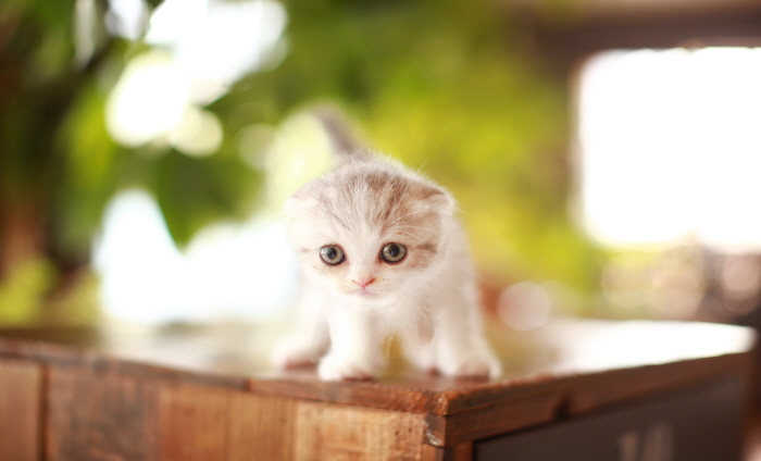 폴드 입양합니다