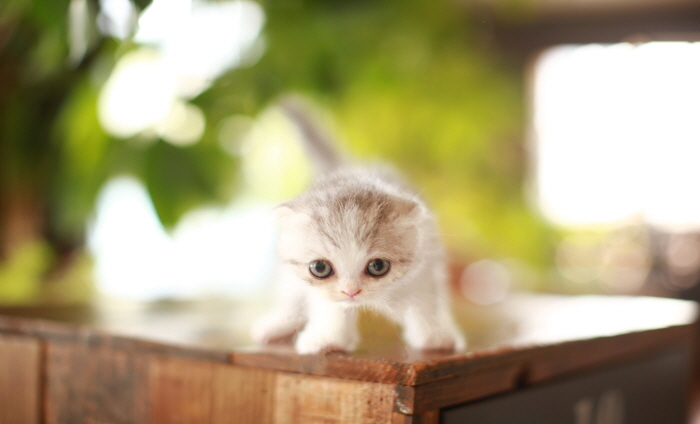 폴드 입양합니다