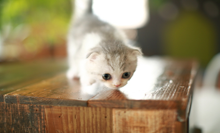 폴드 입양합니다