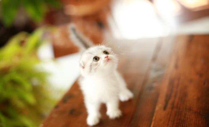 폴드 입양합니다