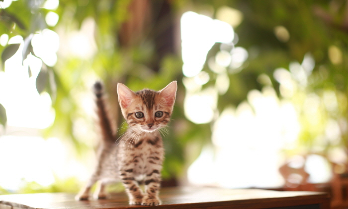 뱅갈 입양합니다