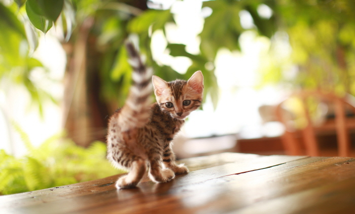 뱅갈 입양합니다