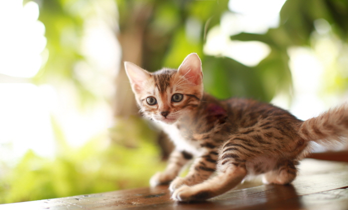 뱅갈 입양합니다