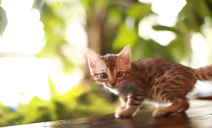 뱅갈 입양합니다