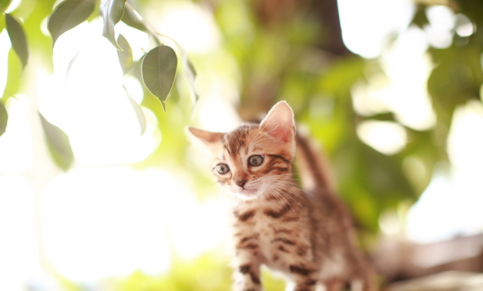 뱅갈 입양합니다