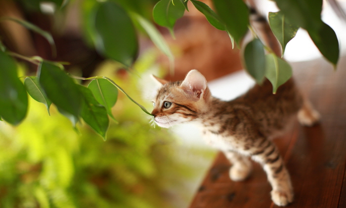 뱅갈 입양합니다