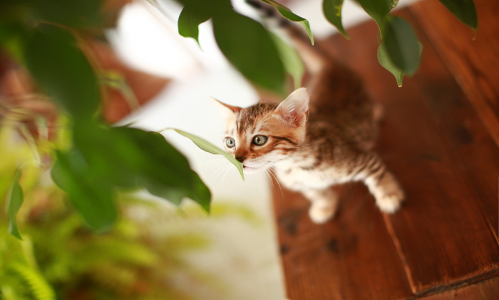 뱅갈 입양합니다