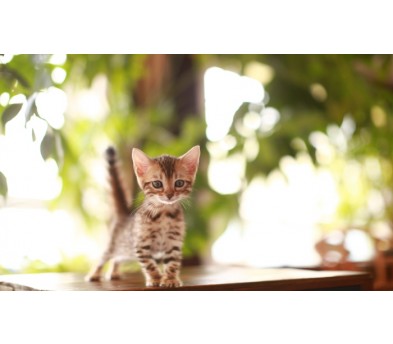 뱅갈 입양합니다