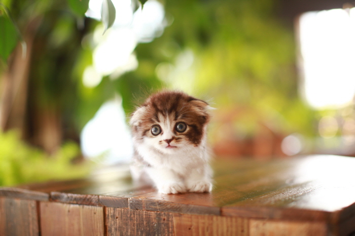 페르시안 입양합니다