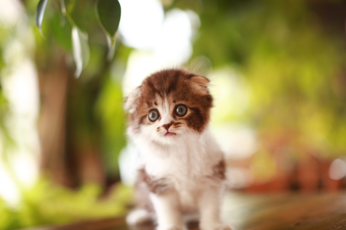 페르시안 입양합니다