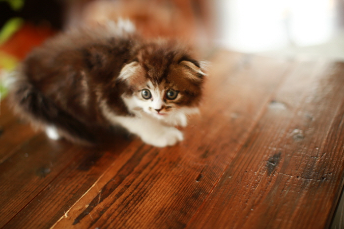 페르시안 입양합니다