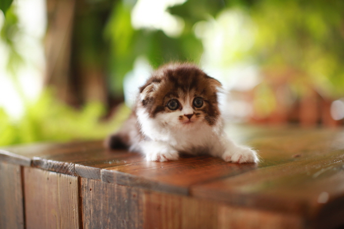 페르시안 입양합니다