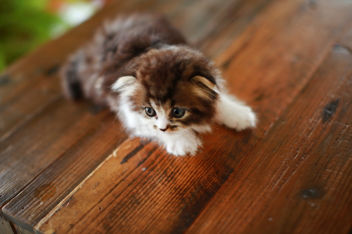 페르시안 입양합니다