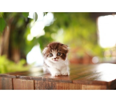 페르시안 입양합니다