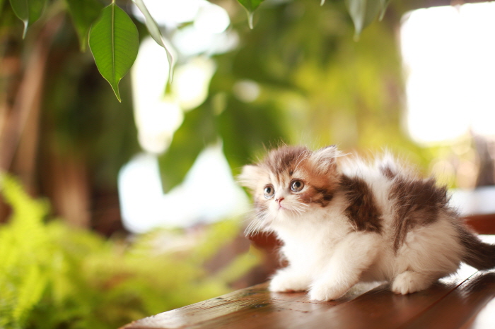 페르시안 입양합니다