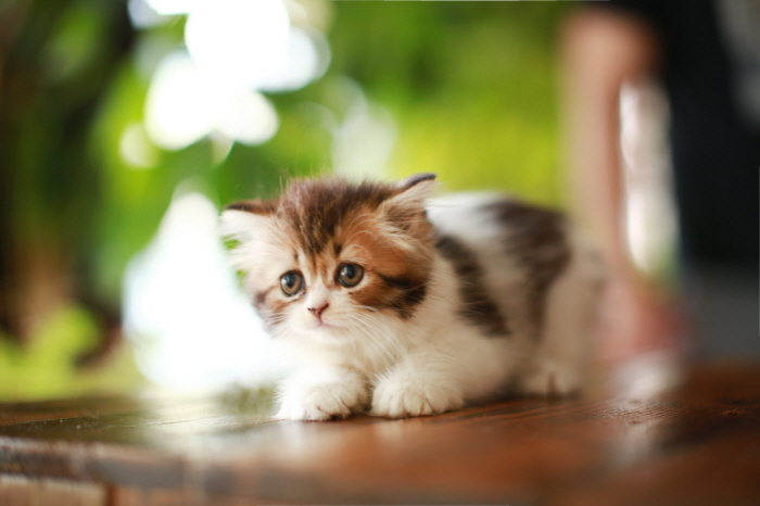 페르시안 입양합니다