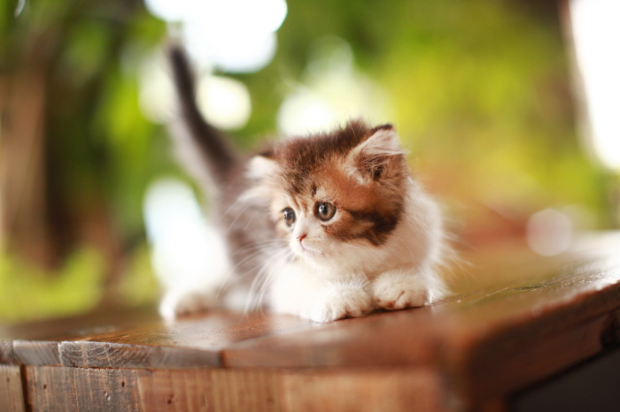 페르시안 입양합니다