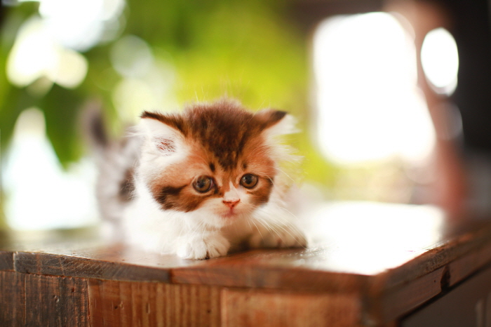 페르시안 입양합니다