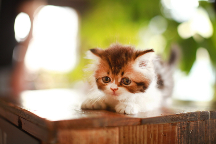 페르시안 입양합니다