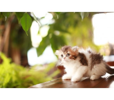 페르시안 입양합니다