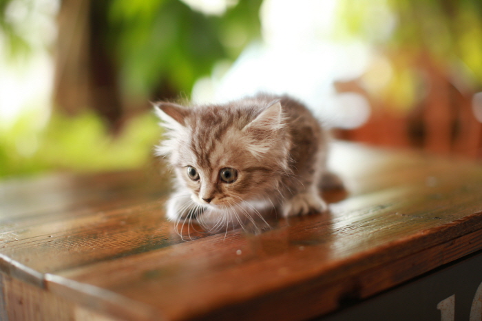 아메리칸 숏헤어 입양합니다