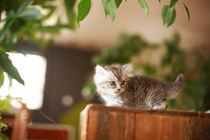 아메리칸 숏헤어 입양합니다