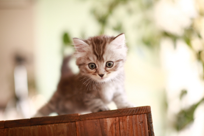 아메리칸 숏헤어 입양합니다