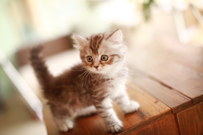 아메리칸 숏헤어 입양합니다