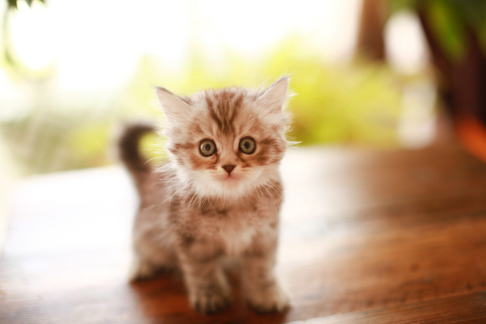 아메리칸 숏헤어 입양합니다