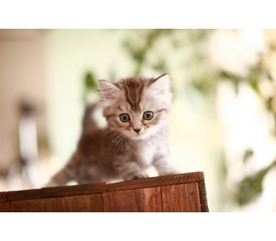 아메리칸 숏헤어 입양합니다