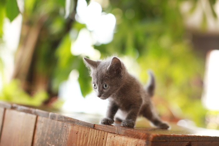 러시안 입양합니다