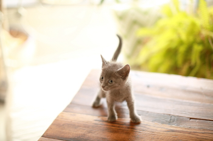 러시안 입양합니다