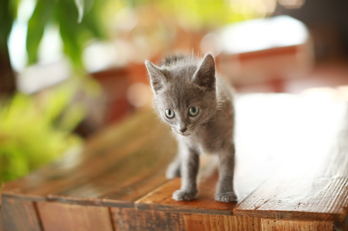 러시안 입양합니다