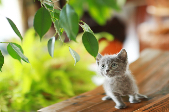 러시안 입양합니다