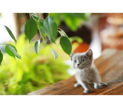 러시안 입양합니다