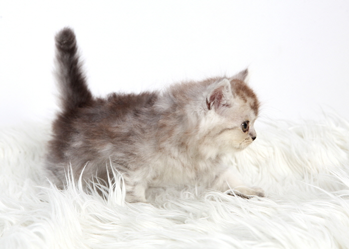 페르시안 입양합니다