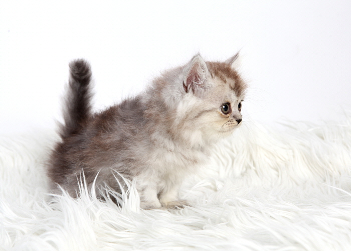 페르시안 입양합니다