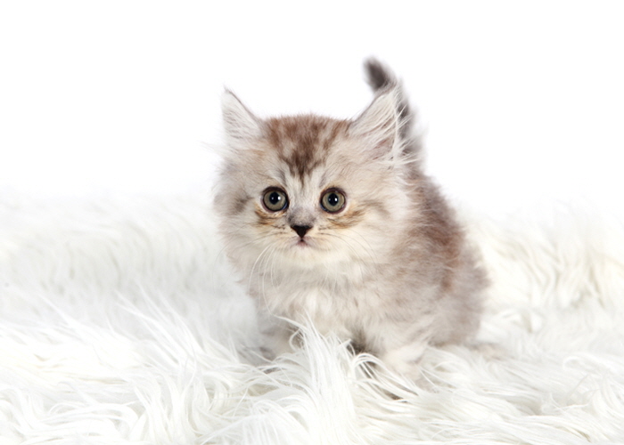 페르시안 입양합니다