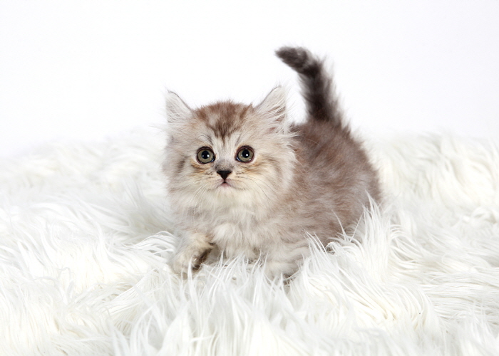 페르시안 입양합니다