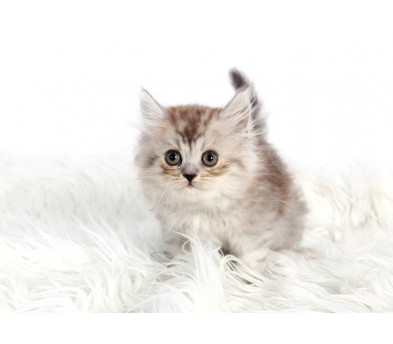 페르시안 입양합니다