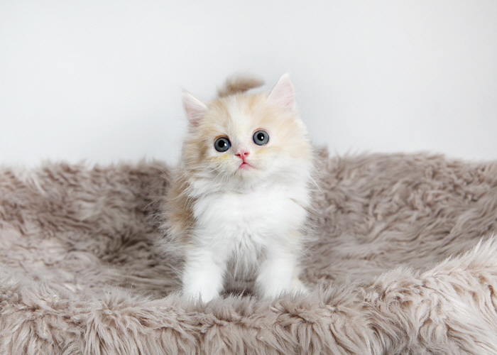 페르시안 입양합니다