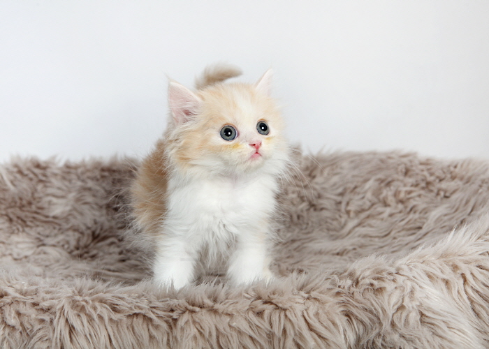 페르시안 입양합니다