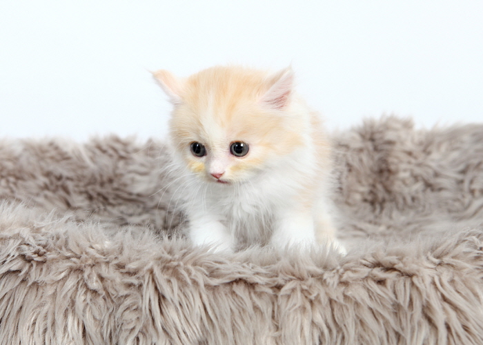 페르시안 입양합니다