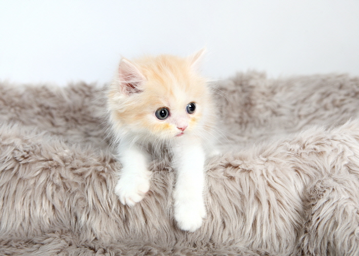 페르시안 입양합니다